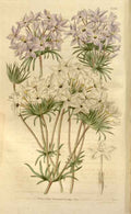 Vintage Victorian Retro Biological Flowers 466228 A4 Photo Print