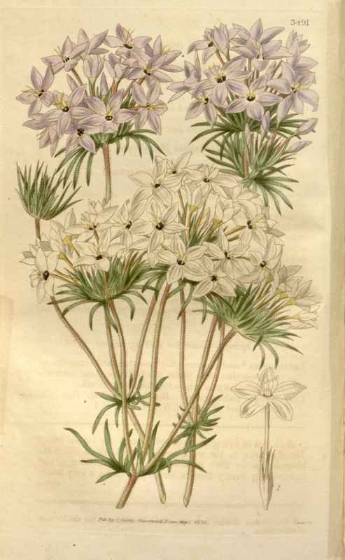 Vintage Victorian Retro Biological Flowers 466228 A4 Photo Print