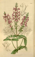 Vintage Victorian Retro Biological Flowers 466237 A4 Photo Print
