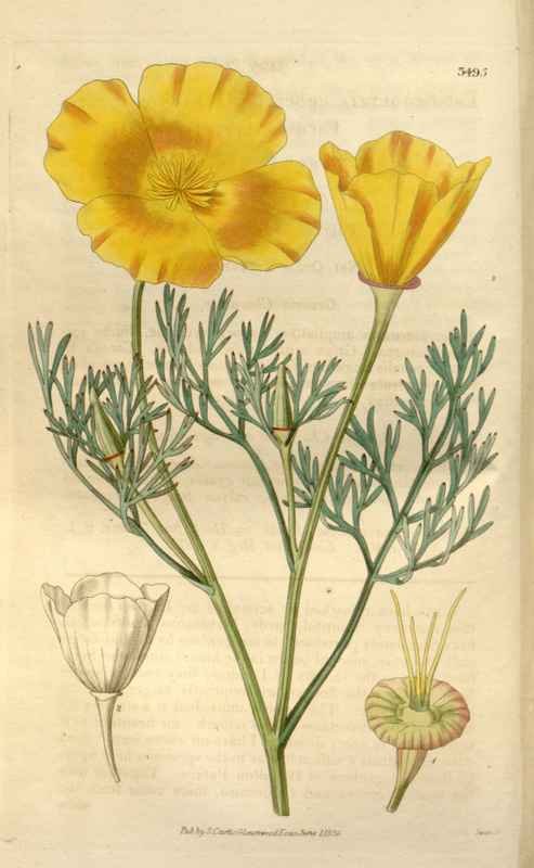 Vintage Victorian Retro Biological Flowers 466240 A4 Photo Print