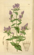 Vintage Victorian Retro Biological Flowers 466243 A4 Photo Print