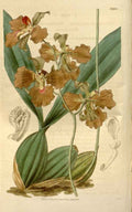 Vintage Victorian Retro Biological Flowers 466253 A4 Photo Print
