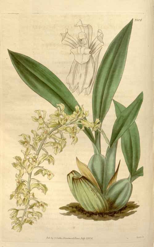 Vintage Victorian Retro Biological Flowers 466271 A4 Photo Print
