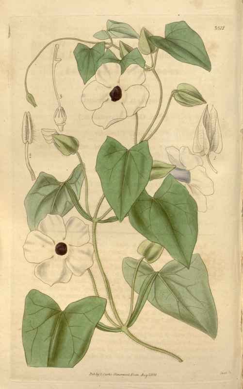 Vintage Victorian Retro Biological Flowers 466295 A4 Photo Print
