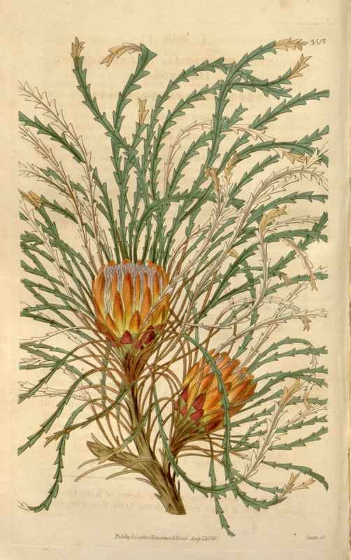 Vintage Victorian Retro Biological Flowers 466298 A4 Photo Print