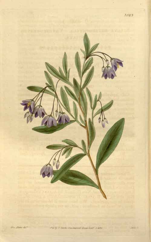 Vintage Victorian Retro Biological Flowers 466330 A4 Photo Print