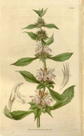 Vintage Victorian Retro Biological Flowers 466339 A4 Photo Print