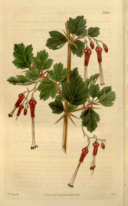 Vintage Victorian Retro Biological Flowers 466351 A4 Photo Print