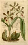 Vintage Victorian Retro Biological Flowers 466362 A4 Photo Print