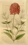 Vintage Victorian Retro Biological Flowers 466383 A4 Photo Print