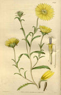 Vintage Victorian Retro Biological Flowers 466432 A4 Photo Print