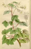 Vintage Victorian Retro Biological Flowers 466435 A4 Photo Print