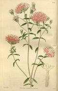 Vintage Victorian Retro Biological Flowers 466438 A4 Photo Print
