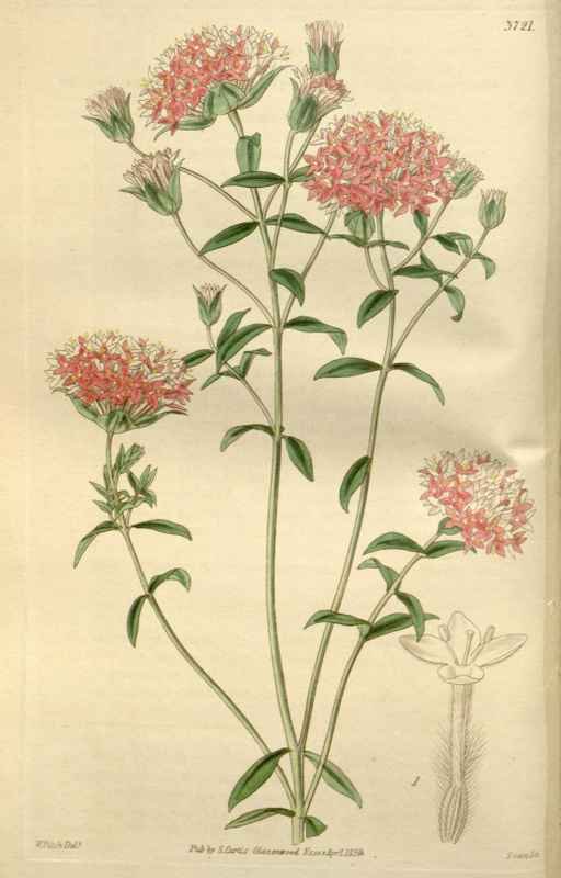 Vintage Victorian Retro Biological Flowers 466438 A4 Photo Print