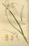 Vintage Victorian Retro Biological Flowers 466441 A4 Photo Print
