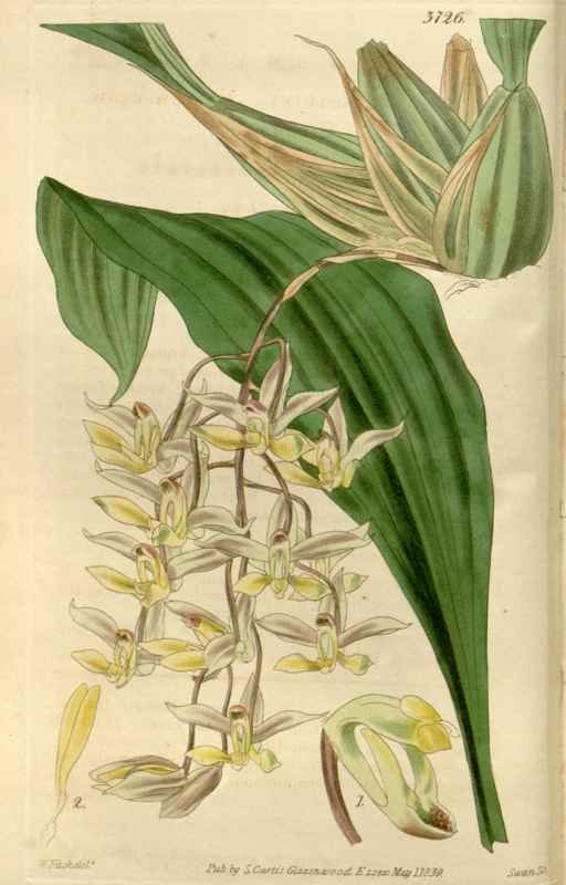 Vintage Victorian Retro Biological Flowers 466455 A4 Photo Print