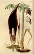 Vintage Victorian Retro Biological Flowers 466462 A4 Photo Print