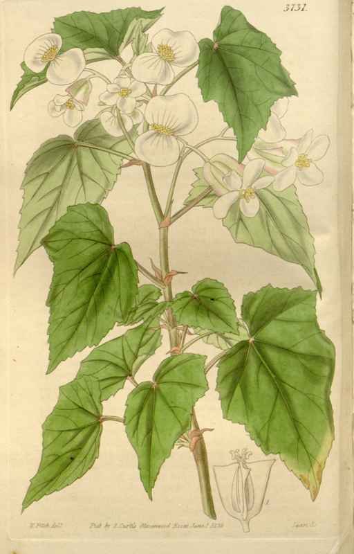 Vintage Victorian Retro Biological Flowers 466471 A4 Photo Print