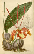 Vintage Victorian Retro Biological Flowers 466477 A4 Photo Print