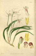 Vintage Victorian Retro Biological Flowers 466480 A4 Photo Print