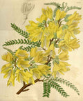 Vintage Victorian Retro Biological Flowers 466483 A4 Photo Print