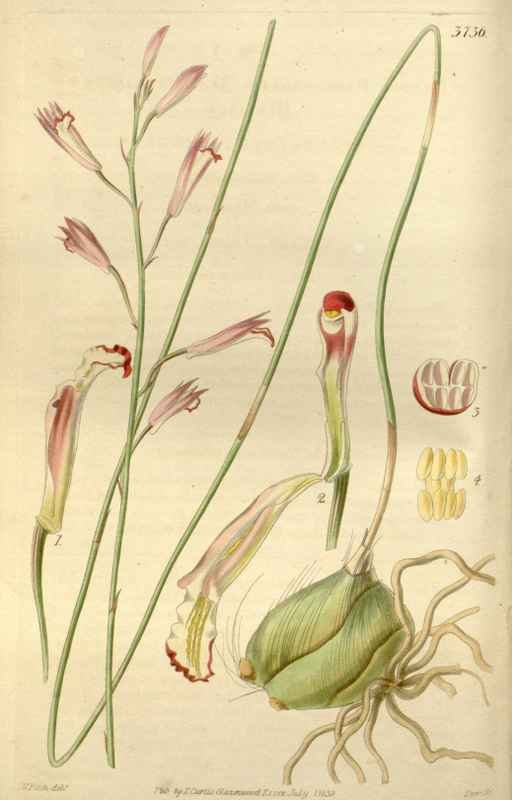 Vintage Victorian Retro Biological Flowers 466486 A4 Photo Print