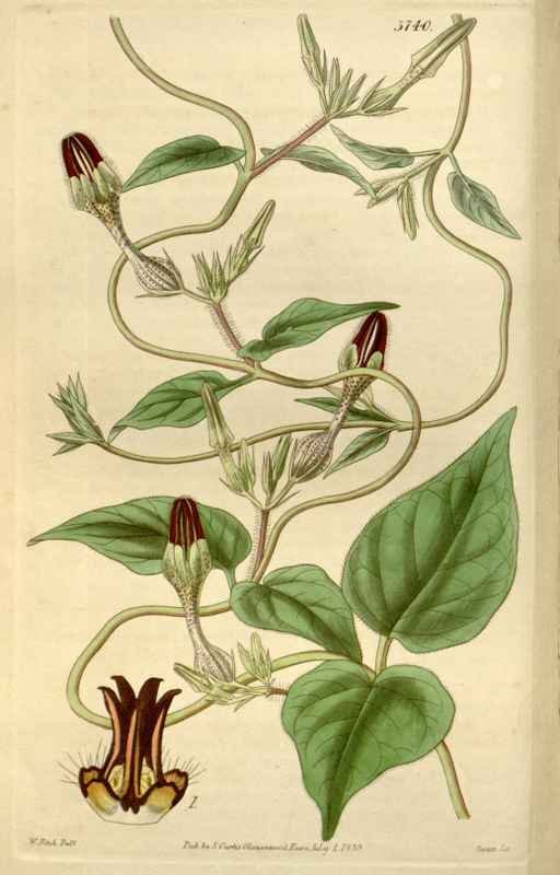 Vintage Victorian Retro Biological Flowers 466498 A4 Photo Print