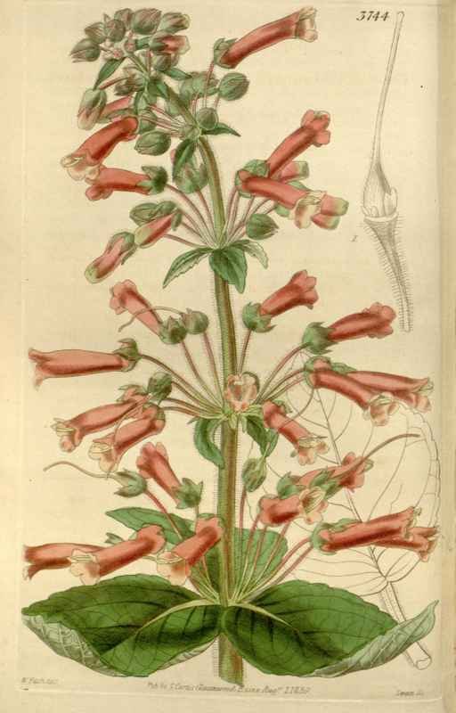 Vintage Victorian Retro Biological Flowers 466510 A4 Photo Print
