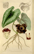 Vintage Victorian Retro Biological Flowers 466516 A4 Photo Print