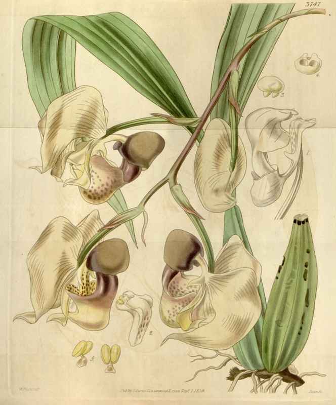 Vintage Victorian Retro Biological Flowers 466519 A4 Photo Print