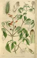 Vintage Victorian Retro Biological Flowers 466525 A4 Photo Print