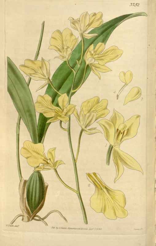 Vintage Victorian Retro Biological Flowers 466533 A4 Photo Print