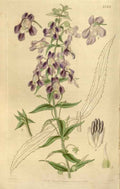 Vintage Victorian Retro Biological Flowers 466540 A4 Photo Print