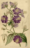 Vintage Victorian Retro Biological Flowers 466576 A4 Photo Print