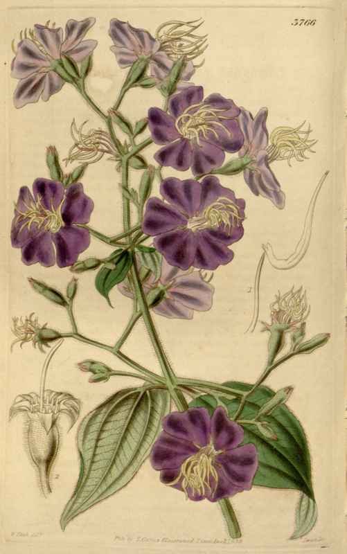 Vintage Victorian Retro Biological Flowers 466576 A4 Photo Print