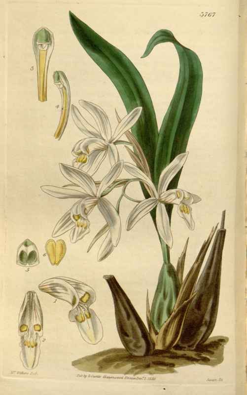 Vintage Victorian Retro Biological Flowers 466579 A4 Photo Print