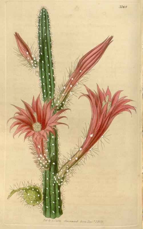 Vintage Victorian Retro Biological Flowers 466582 A4 Photo Print