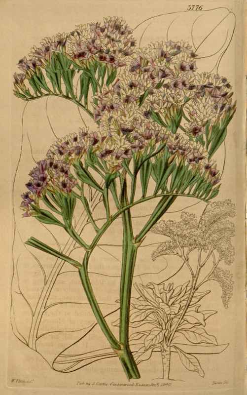 Vintage Victorian Retro Biological Flowers 466606 A4 Photo Print