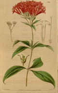 Vintage Victorian Retro Biological Flowers 466623 A4 Photo Print