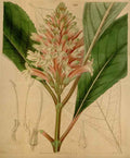 Vintage Victorian Retro Biological Flowers 466629 A4 Photo Print