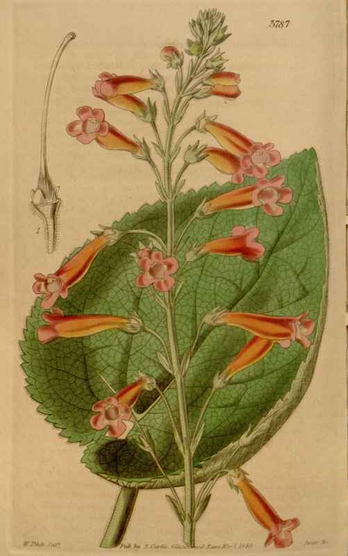 Vintage Victorian Retro Biological Flowers 466641 A4 Photo Print