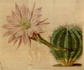 Vintage Victorian Retro Biological Flowers 466647 A4 Photo Print