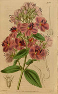 Vintage Victorian Retro Biological Flowers 466650 A4 Photo Print
