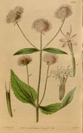 Vintage Victorian Retro Biological Flowers 466656 A4 Photo Print