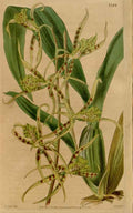 Vintage Victorian Retro Biological Flowers 466662 A4 Photo Print