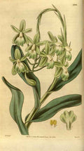 Vintage Victorian Retro Biological Flowers 481132 A4 Photo Print