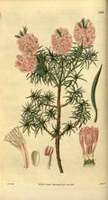Vintage Victorian Retro Biological Flowers 481135 A4 Photo Print