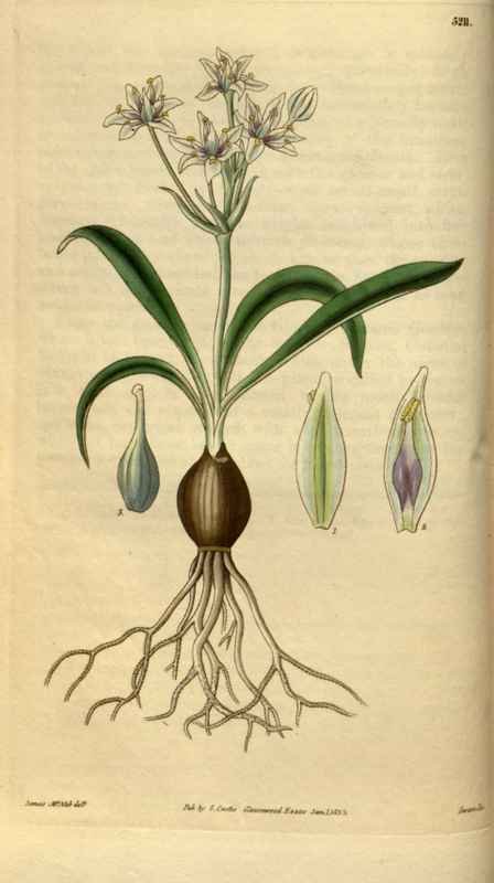 Vintage Victorian Retro Biological Flowers 481140 A4 Photo Print