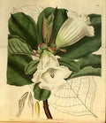 Vintage Victorian Retro Biological Flowers 481146 A4 Photo Print
