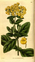 Vintage Victorian Retro Biological Flowers 481149 A4 Photo Print